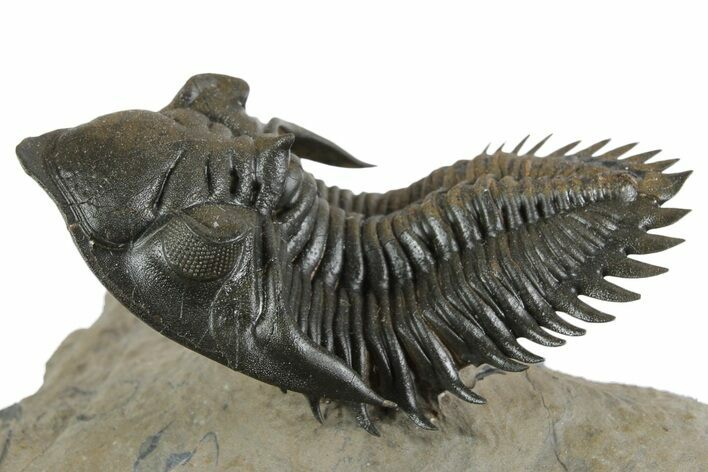 Exceptional Metacanthina Trilobite - Lghaft, Morocco #350498